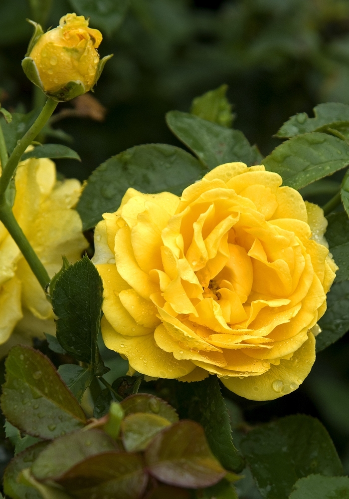 Julia Child Rose - Rosa 'WEKvossutono' from Evans Nursery