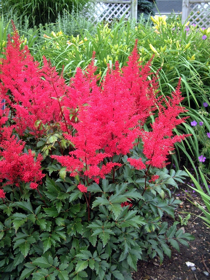 Astilbe - Astilbe japonica 'Red Sentinel' from Evans Nursery