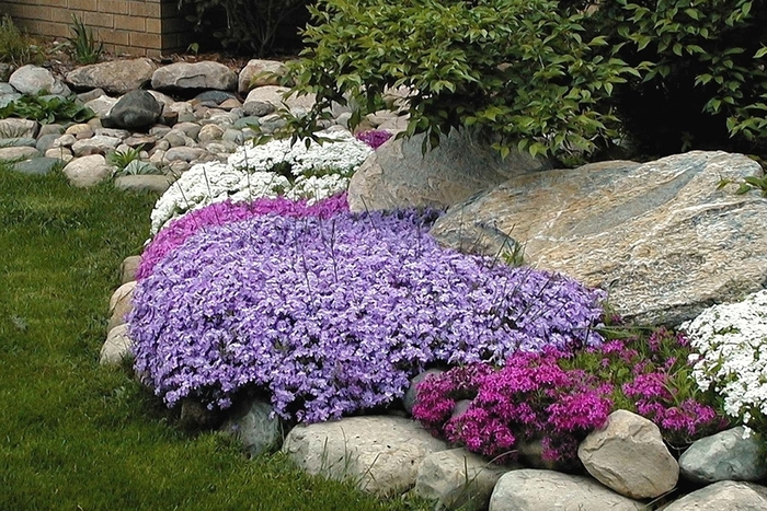  'Emerald Blue' - Phlox subulata from Evans Nursery