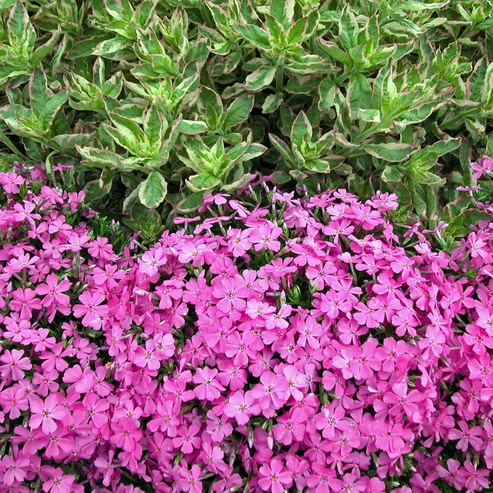  'Emerald Pink' - Phlox subulata from Evans Nursery