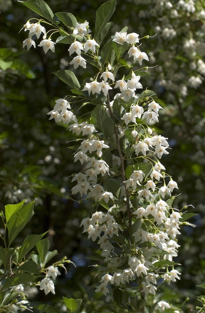 Japanese Snowbell - Styrax japonicus from Evans Nursery