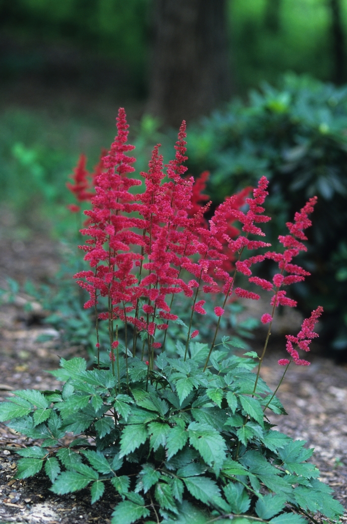 Astilbe - Astilbe arendsii 'Fanal' from Evans Nursery