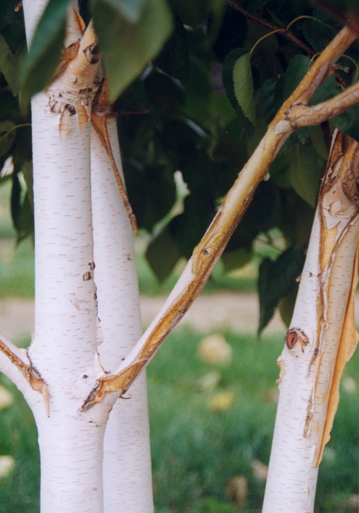 Whitebarked Himalayan Birch - Betula utilis var. jacquemontii from Evans Nursery