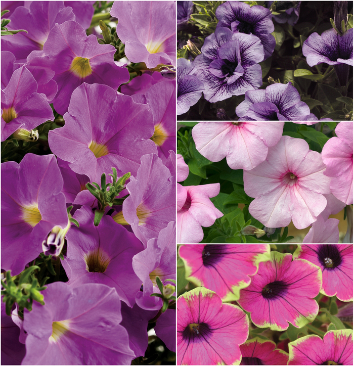 Supertunia® Multiple Varieties - Petunia hybrid from Evans Nursery