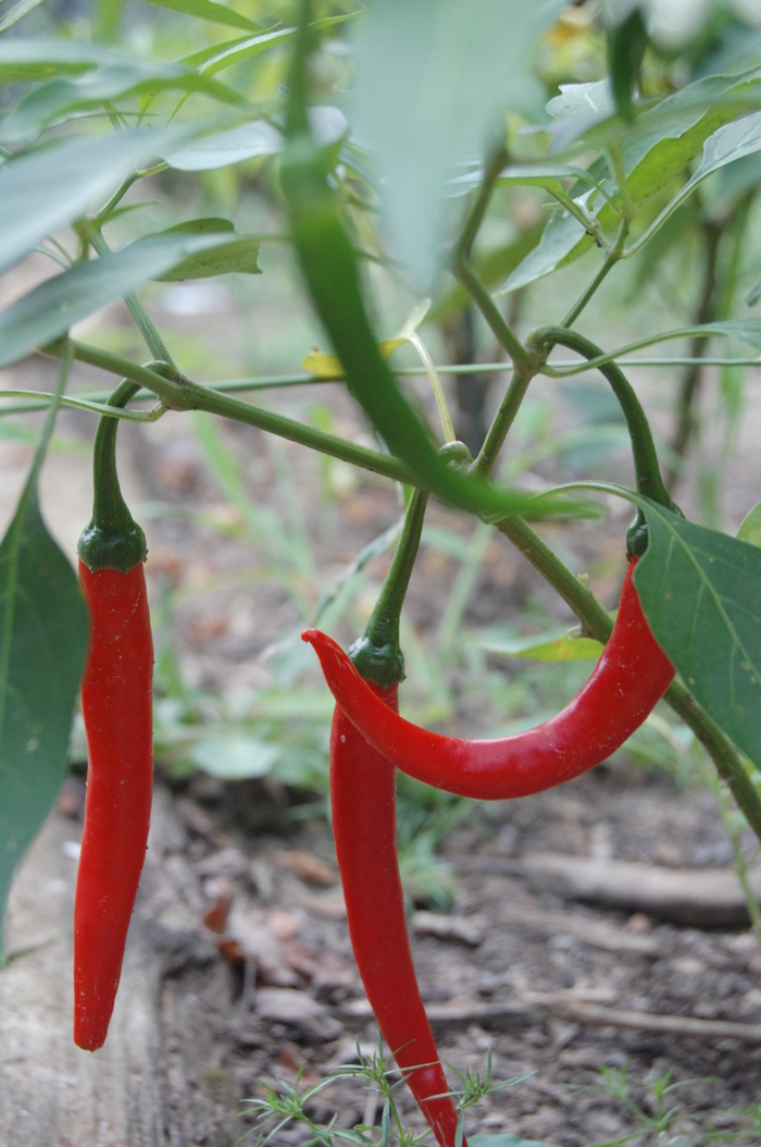 Cayenne Pepper - Capsicum annuum from Evans Nursery