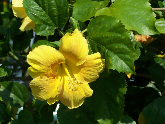 Yellow Tropical Hibiscus - Hibiscus rosa-sinensis from Evans Nursery