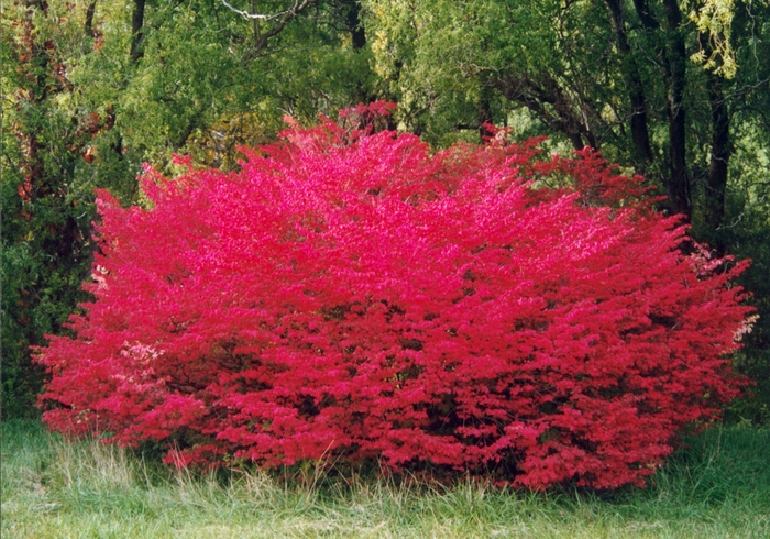 Dwarf Burning Bush - Euonymus alatus 'Compactus' from Evans Nursery