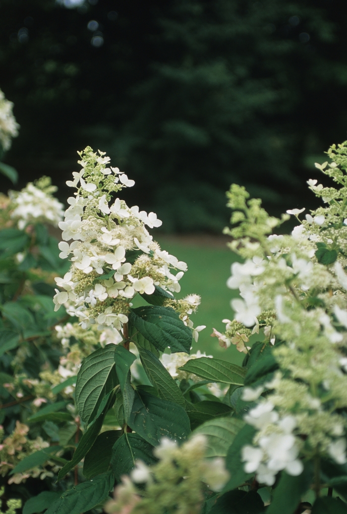 Pink Diamond Hydrangea - 