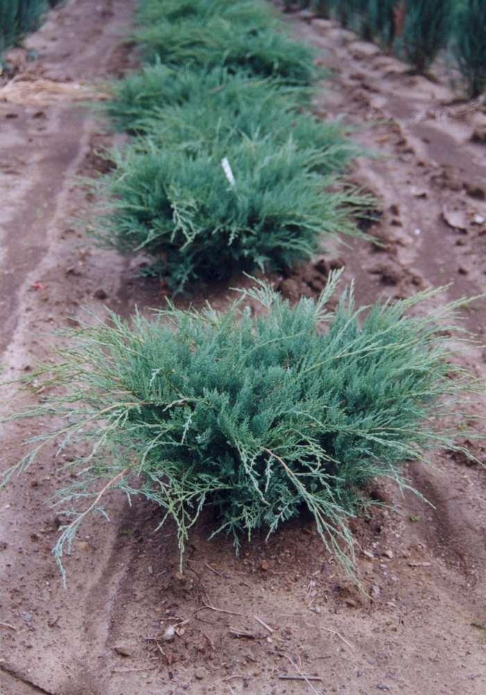 Grey Owl Juniper - Juniperus virginiana ''Grey Owl'' (Juniper) from Evans Nursery