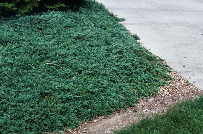 Blue Rug Juniper - Juniperus horizontalis 'Wiltonii' from Evans Nursery