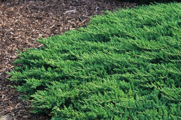 Procumbens Nana Juniper - Juniperus procumbens 'Nana' from Evans Nursery