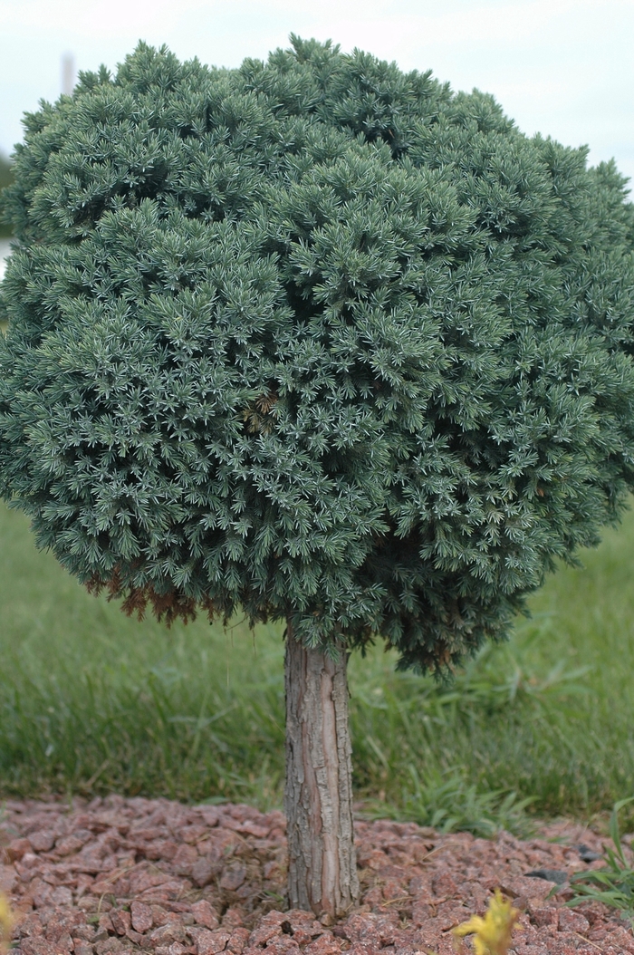 Blue Star Juniper - Juniperus squamata 'Blue Star' from Evans Nursery