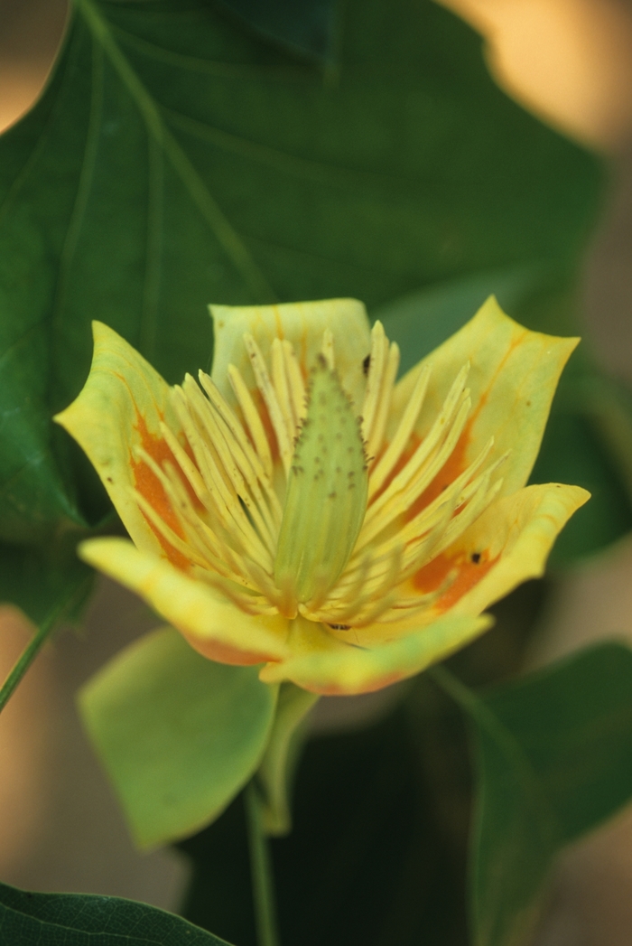 Tulip Poplar - Liriodendron tulipfera from Evans Nursery