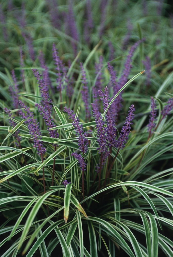 Variegated Liriope - Liriope muscari ''Variegata'' from Evans Nursery