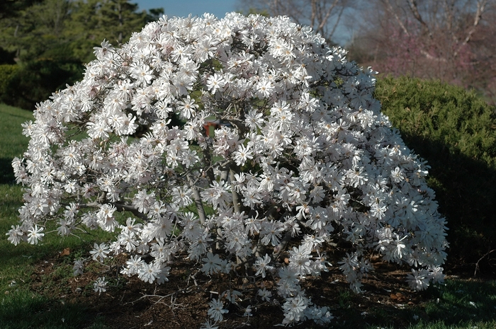 Star Magnolia - Magnolia stellata from Evans Nursery