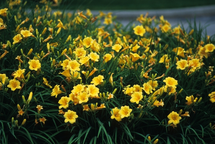 'Stella de' Oro' Daylily - Hemerocallis 'Stella d' Oro' from Evans Nursery