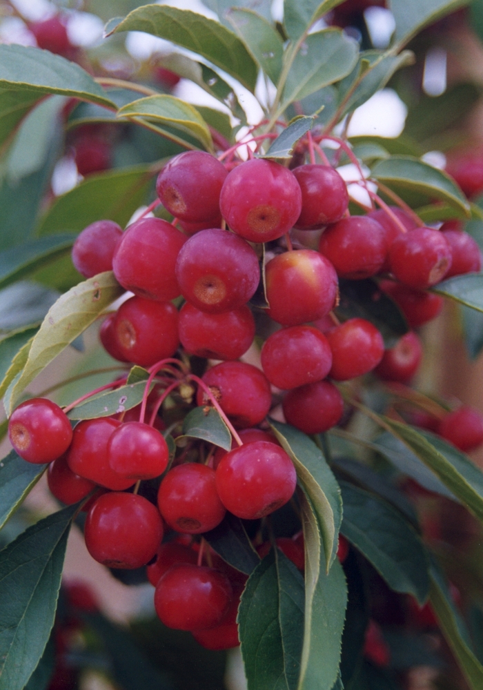 Sugar Tyme Crabapple - Malus hybrid from Evans Nursery