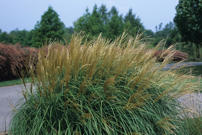  'Adagio' - Miscanthus sinensis from Evans Nursery