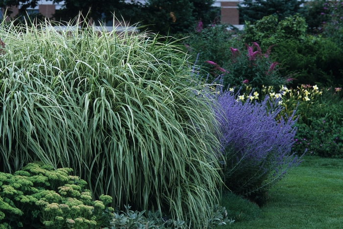 Maiden Grass - Miscanthus sinensis 'Variegatus' from Evans Nursery