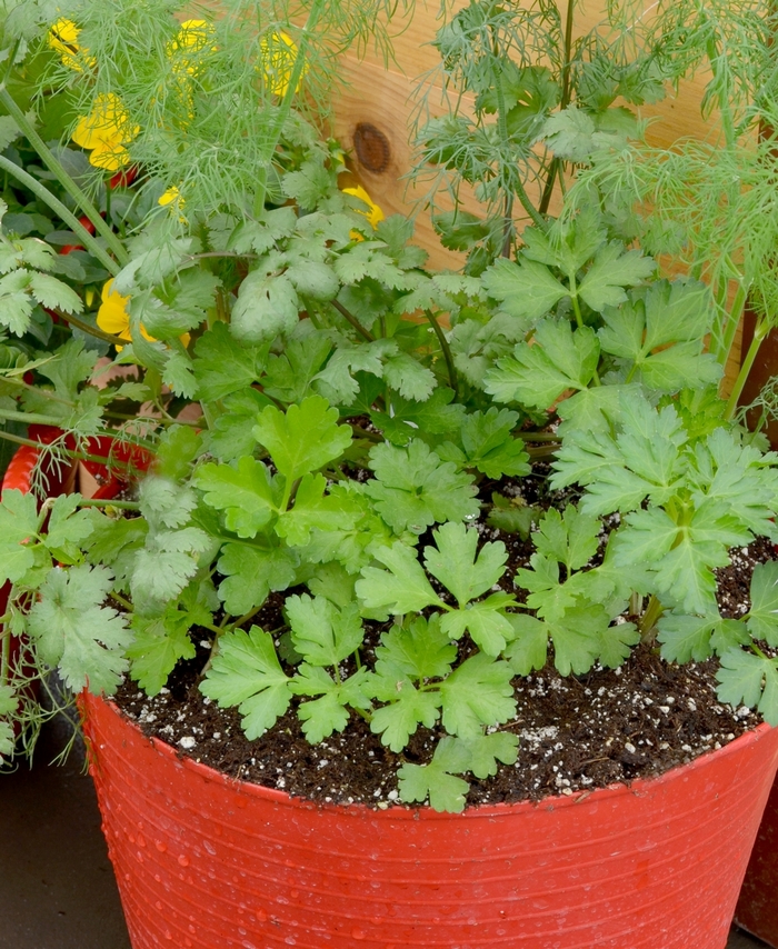 Colander W/Herbs - Herb 'Mixed Herb Container' from Evans Nursery