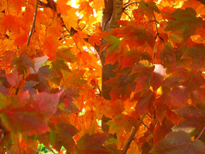 October Glory Maple - Acer rubrum 'October Glory' from Evans Nursery