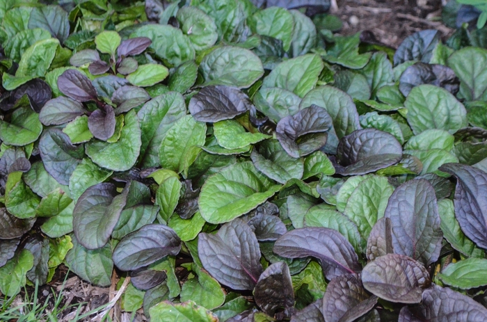 'Catlin's Giant' Bugleweed - Ajuga reptans from Evans Nursery