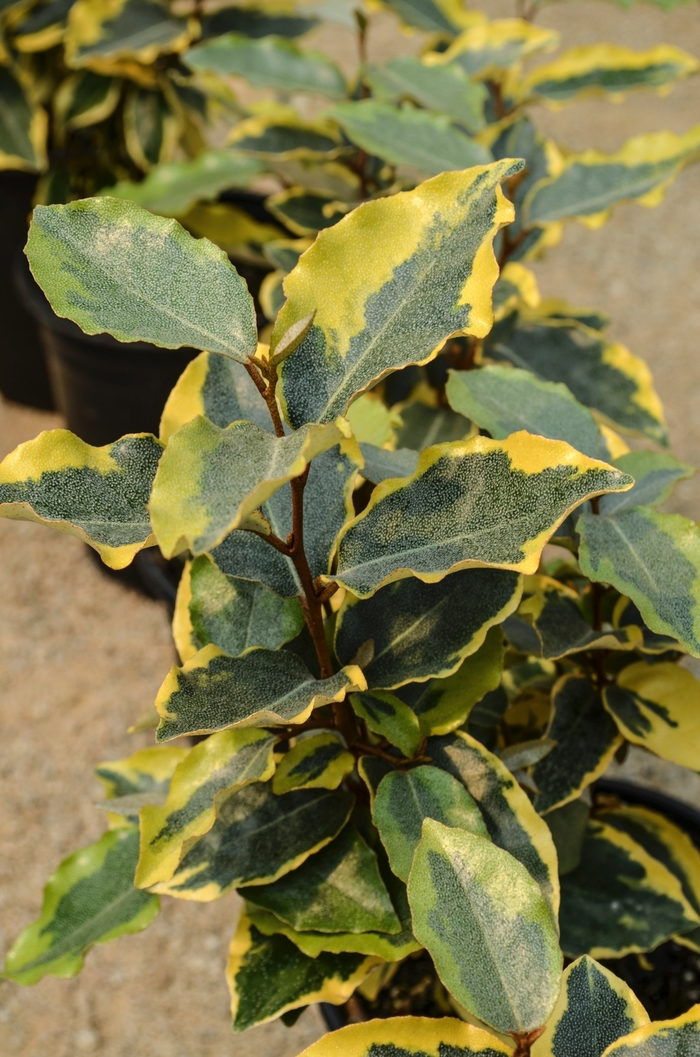 Olive Martni™ - Eleagnus x ebbingei from Evans Nursery