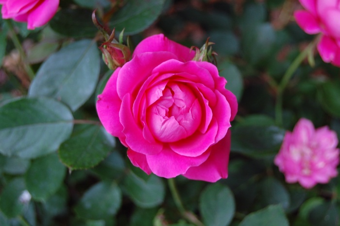 Pink Double Knock Out® - Rosa 'Radtkopink' PP18507, CPBR 3757 from Evans Nursery