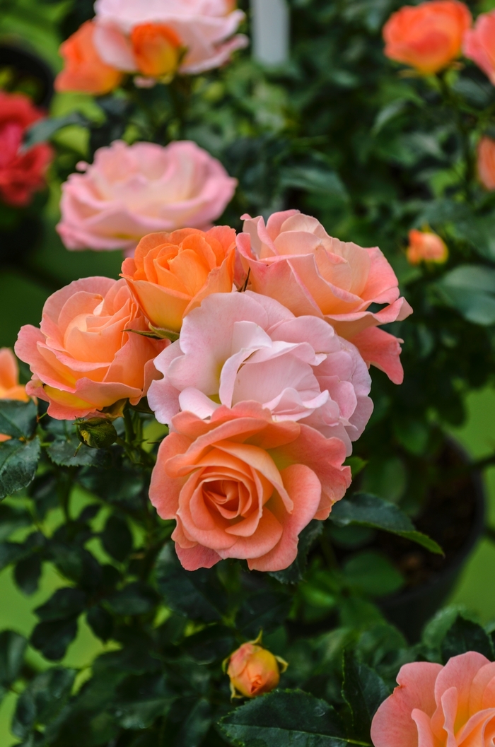Peach Drift® - Shrub Rose from Evans Nursery
