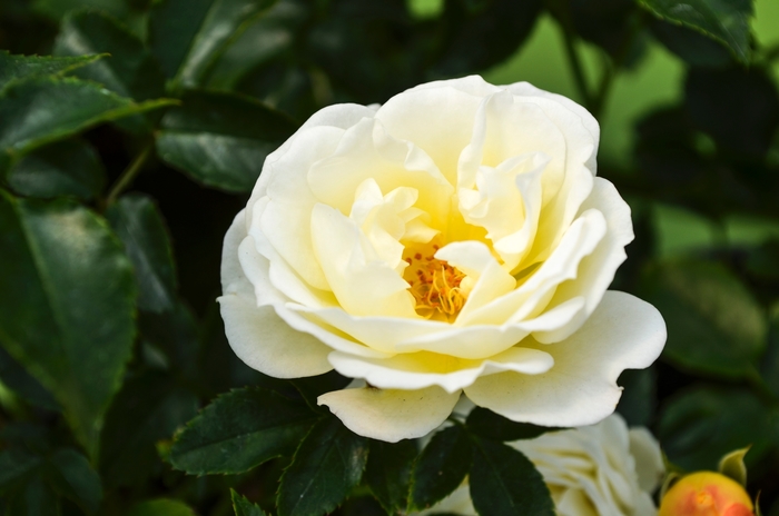 Shrub Rose | Popcorn Drift Rose | Evans Nursery