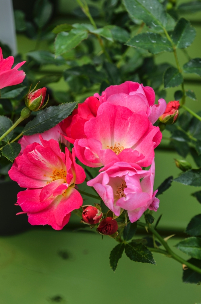 Pink Drift® - Shrub Rose from Evans Nursery