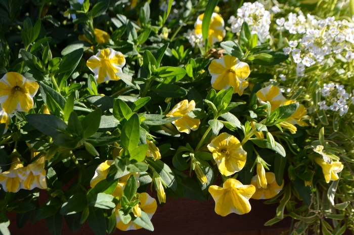 Superbells® Lemon Slice - Calibrachoa hybrid from Evans Nursery