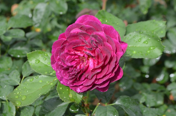 Ebb Tide™ Rose - Rosa 'Ebb Tide™ ' WEKsmopur PPAF (Rose) from Evans Nursery