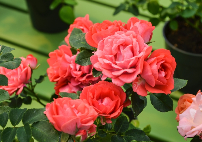 Coral Drift® - Rosa 'Meidrifora' PP19148, CPBR 4871 from Evans Nursery