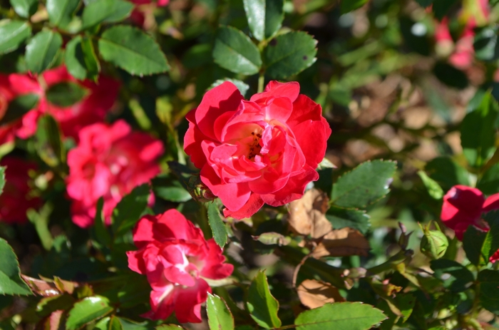 Red Drift® Rose - Rosa 'Meigalpio' PP17877 (Rose) from Evans Nursery