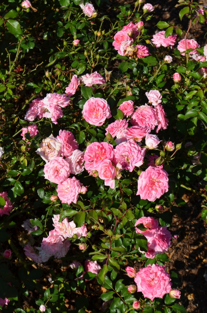 'Sweet Drift Rose - Shrub Rose from Evans Nursery