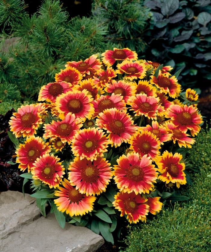 Blanket Flower - Gaillardia x 'Arizona Sun' from Evans Nursery