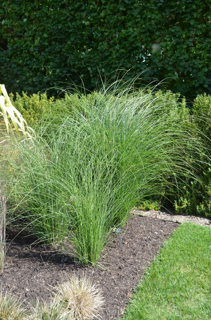 'Gracillimus' - Miscanthus sinensis from Evans Nursery