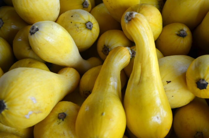 Summer Squash - Crookneck Squash from Evans Nursery