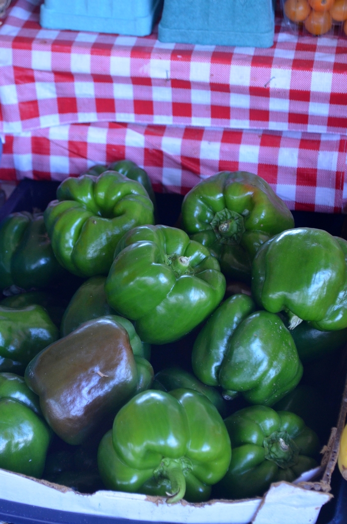 Green Bell Pepper - Capsicum annuum from Evans Nursery