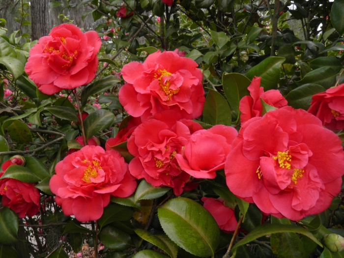 Camellia - Camellia japonica 'Kramer's Supreme' from Evans Nursery