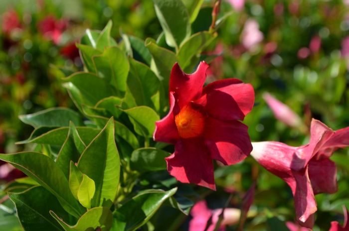 Kapel Mesterskab Ungkarl Dipladenia 'Rio™ Deep Red' | Dipladenia | Evans Nursery