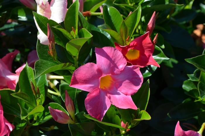 Dipladenia - Dipladenia Pink from Evans Nursery