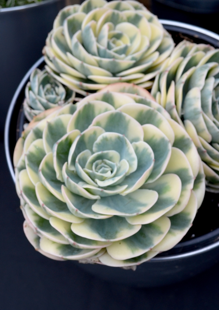 Hens and Chicks - Echeveria secunda 'Compton Carousel' from Evans Nursery