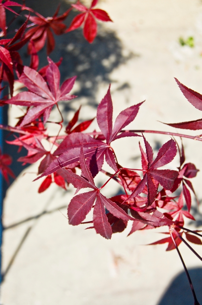 Emporer 1® Japanese Maple - Acer palmatum 'Emporer 1®' from Evans Nursery