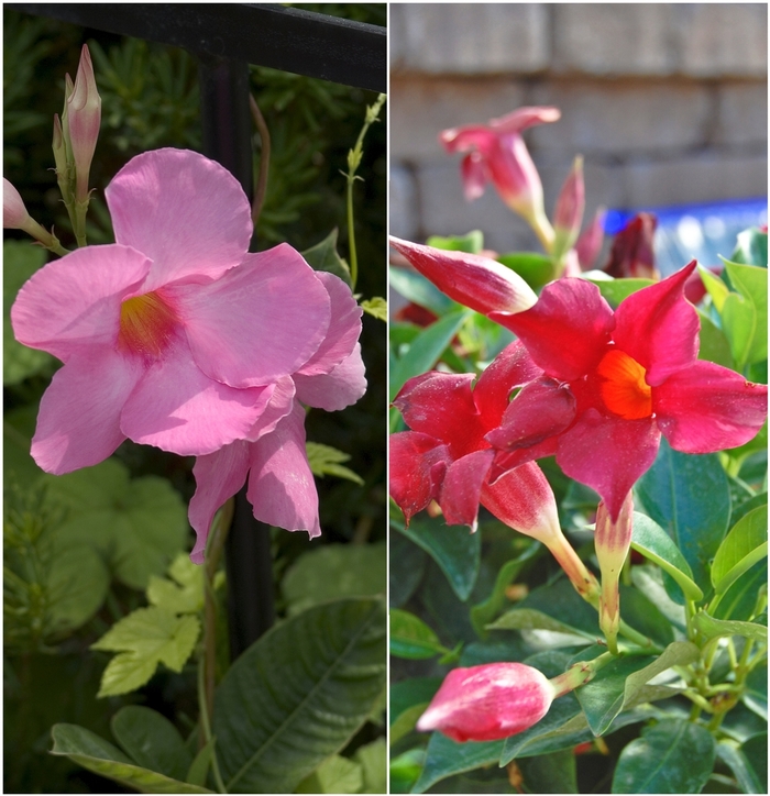 Mandevilla - Mandevilla sanderi 'Multiple Varieties' from Evans Nursery