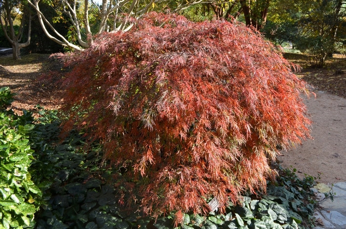 Japanese Maple - Acer palmatum 'Crimson Queen' from Evans Nursery