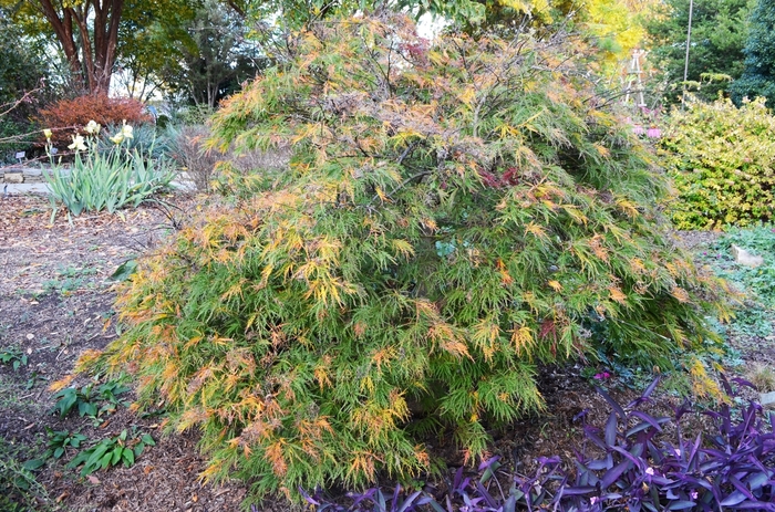 Laceleaf Japanese Maple - Acer palmatum var. dissectum 'Waterfall' from Evans Nursery