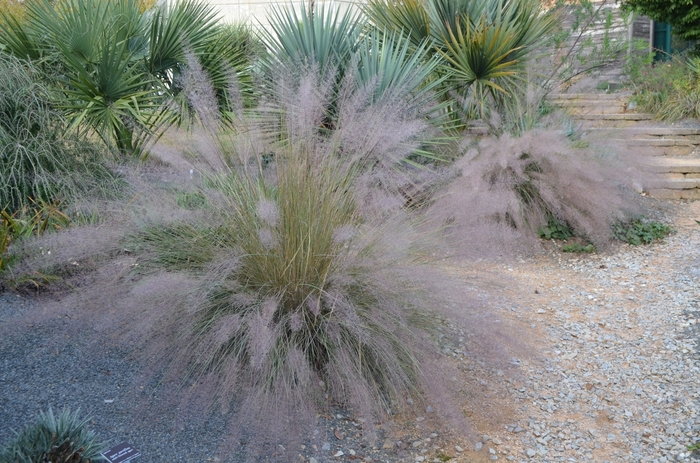 Pink Muhly Grass - Muhlenbergia capillaris from Evans Nursery