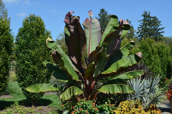 Banana Palm - Ensete ventricosum 'Maurelii' from Evans Nursery